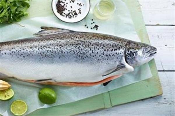 فروش عمده ماهی سالمون نروژی