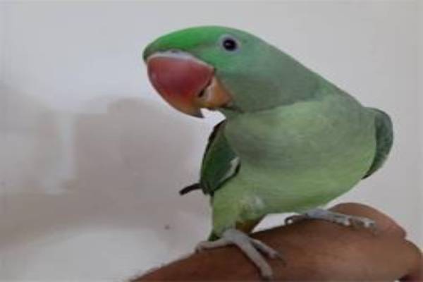 image_1