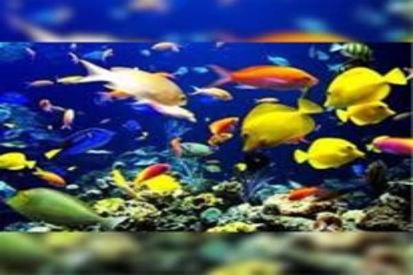 دوره آموزش پرورش ماهی آکواریومی