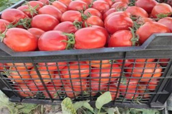 فروش بذر گوجه فرنگی کاتو با بهترین کیفیت
