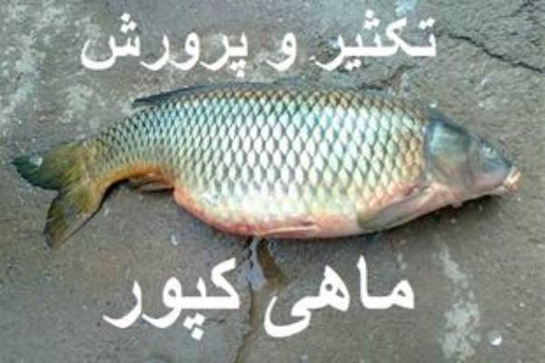 خرید و فروش انواع بچه ماهی با کیفیت و قیمت مناسب