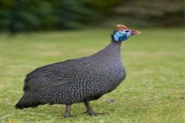 image_1
