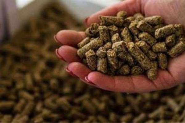 غذای ماهی کپور با کیفیت عالی و قیمت مناسب