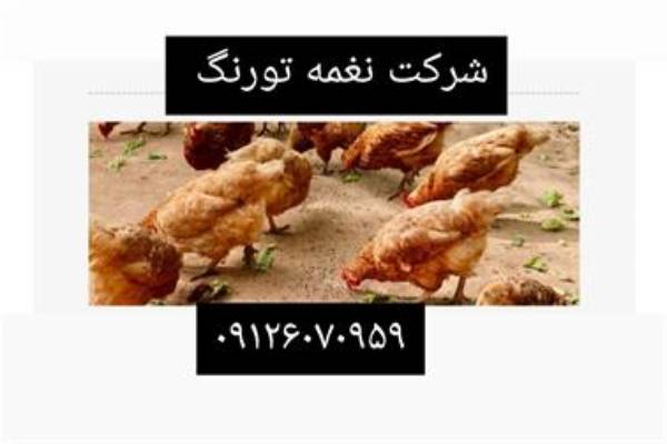 دان جوجه مرغ تخمگذار  طیور