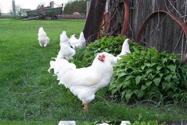  فروش مرغ بومی دو منظوره 
