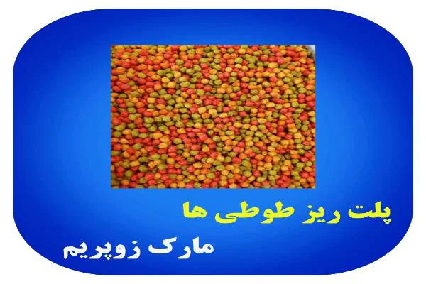 پلت زوپریم آمریکایی طوطی سانان و پرندگان زینتی