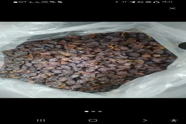 مویز عمده و خرده