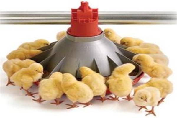 دانخوری بشقابی کوناوی طرح آمریکایی