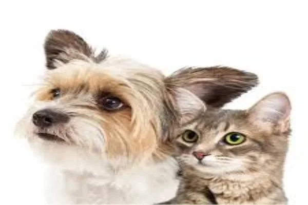 کلینیک تخصصی پوست حیوانات خانگی دکتر ذاکریان