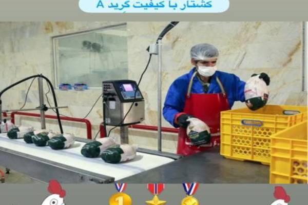 عرضه و پخش مرغ کشتار روز تهران