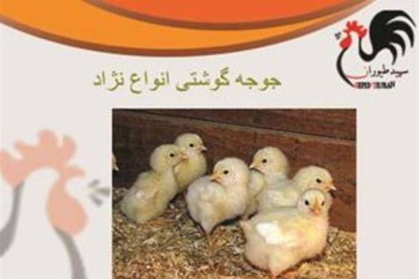 مشاوره در مورد پرورش   جوجه های  گوشتی
