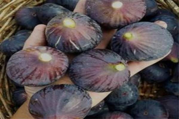 خرید نهال انجیر قهوه ای