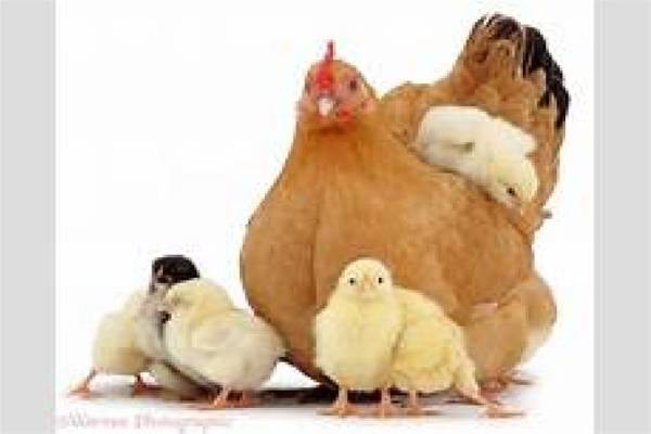  فروش مرغ بومی دو منظوره 