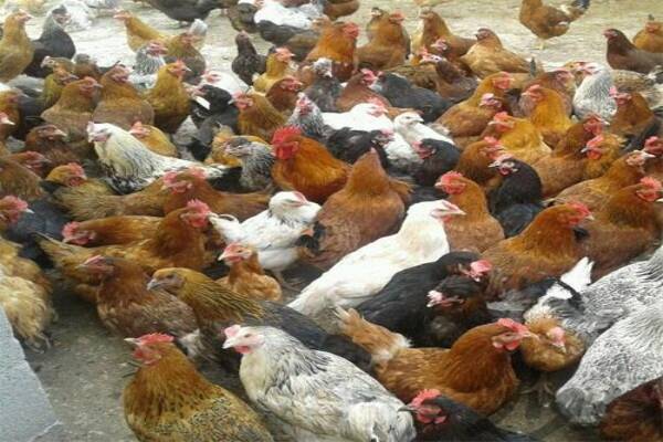  فروش مرغ بومی دو منظوره 