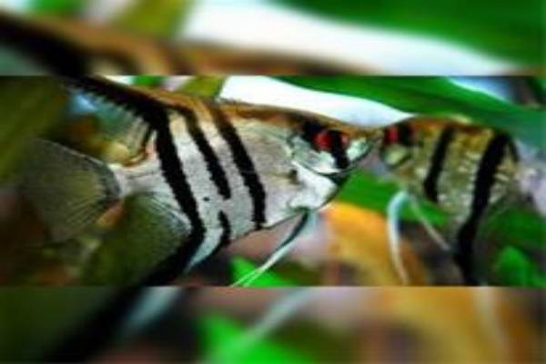 دوره آموزش پرورش ماهی آکواریومی
