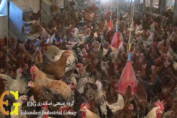  فروش مرغ بومی دو منظوره 
